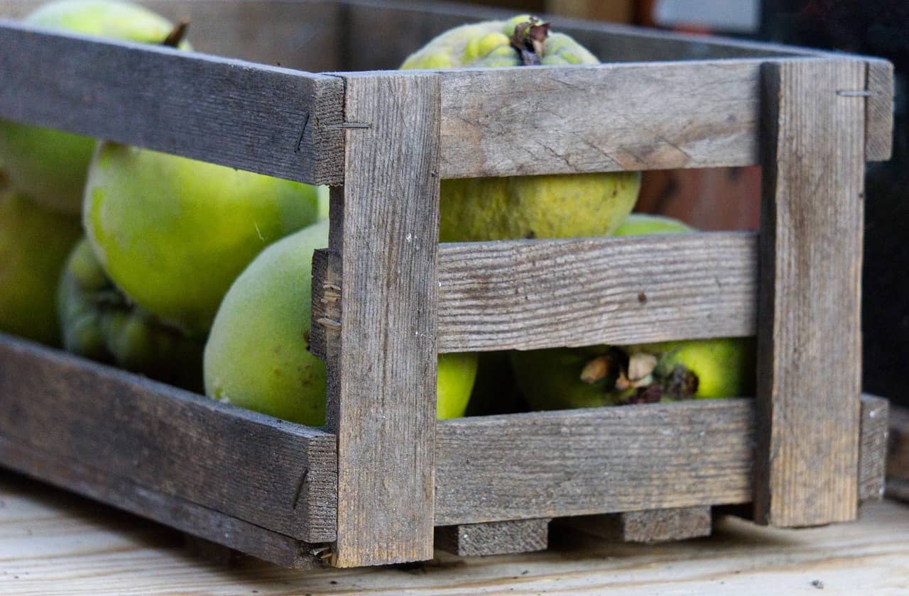 exportacion de frutas en mexico