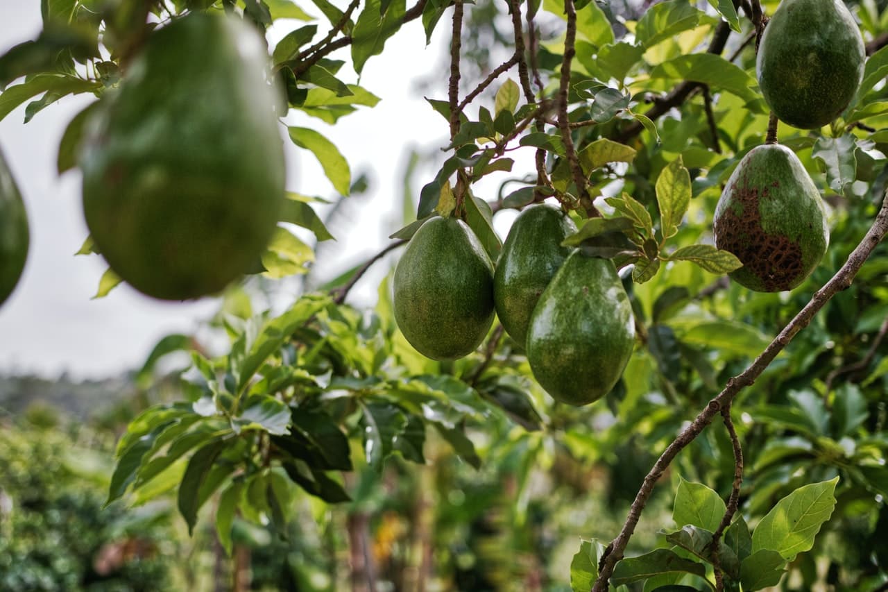 los productos agropecuarios más exportados por México