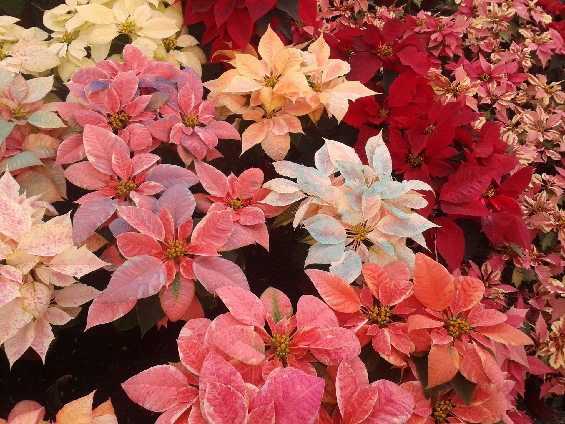 exportacion de la flor de nochebuena